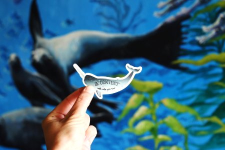 person holding whale decal photo