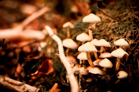 brown mushrooms during daytime photo