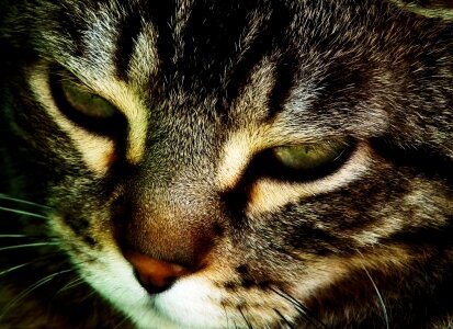 Animal feline cat eyes photo