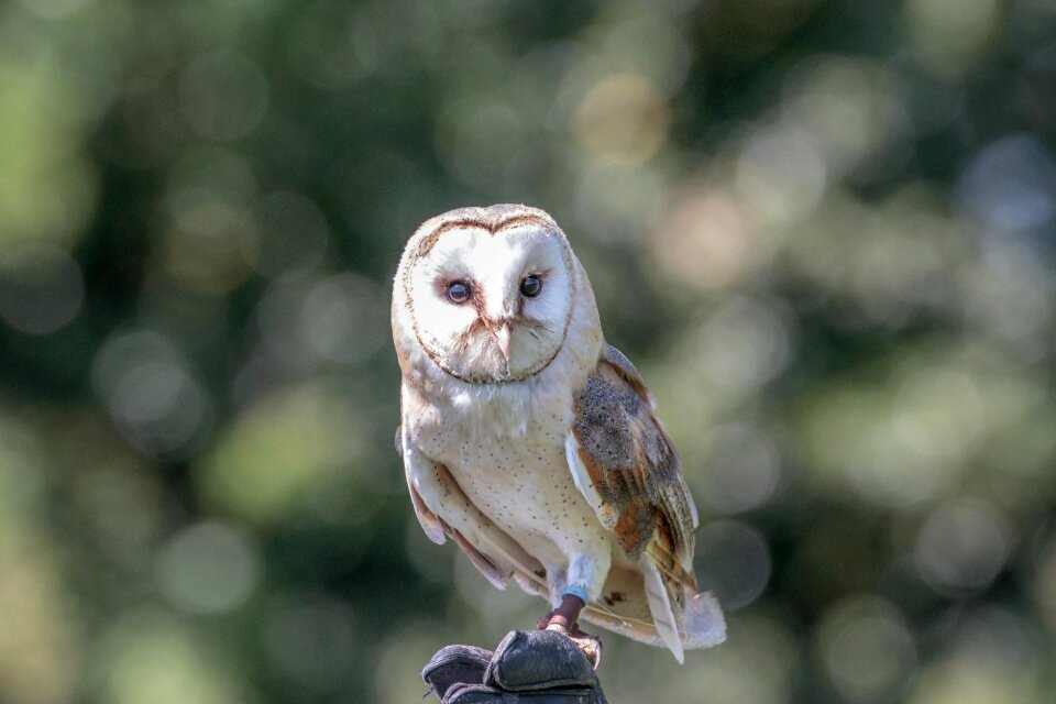 Animal wildlife nature