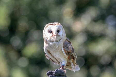 Animal wildlife nature
