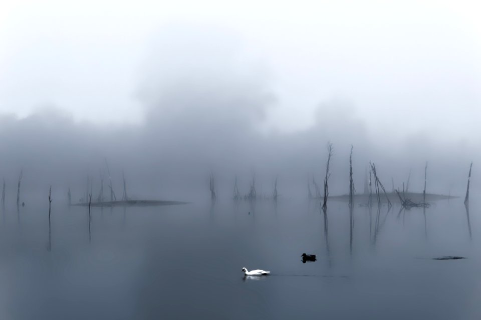 Novi sad, Serbia, Birds