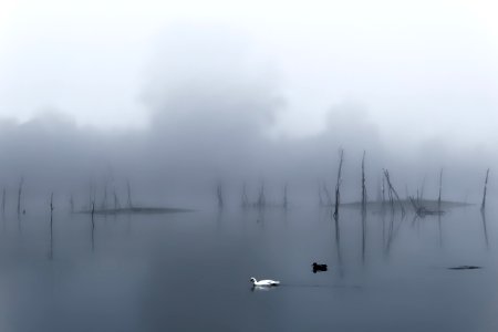 Novi sad, Serbia, Birds