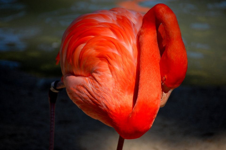 San diego zoo, San diego, United states