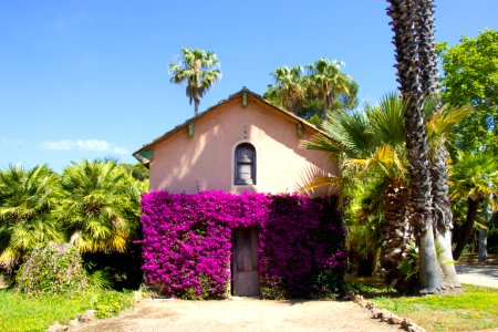 Cambrils, Spain, Palm tree photo