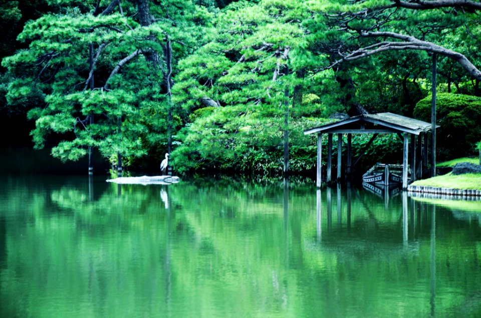 Shinjuku gyoen national garden, Shinjukuku, Japan