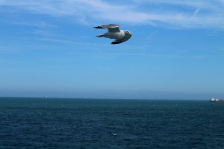 North sea, Seagull, Sea
