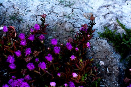 Nature, Flowers
