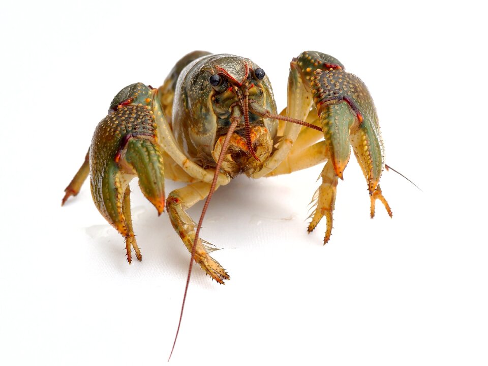 Food shellfish macro