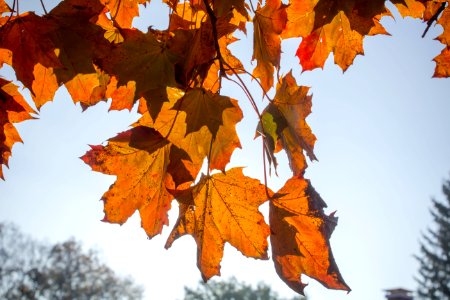 Orange, Macro, Sky