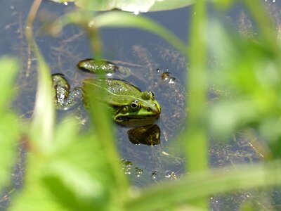 Pond water frog green