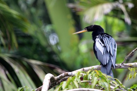 Costa rica, Wildlife, Nature photo