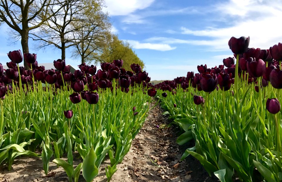 Bergen op zoom, Noordbrabant, Nederl