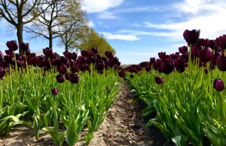 Bergen op zoom, Noordbrabant, Nederl