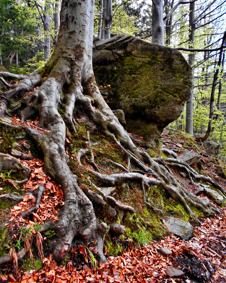 Tree survival beech