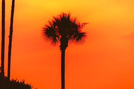 Noon, Orange, Trees