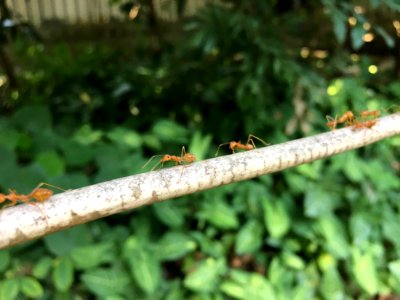 Insect, Ants