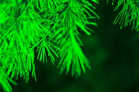 Green the night bamboo
