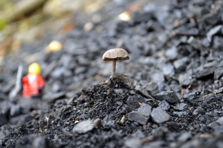 Levanger, Norway, Mushroom
