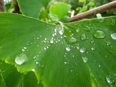 dew drops on green leaf photo