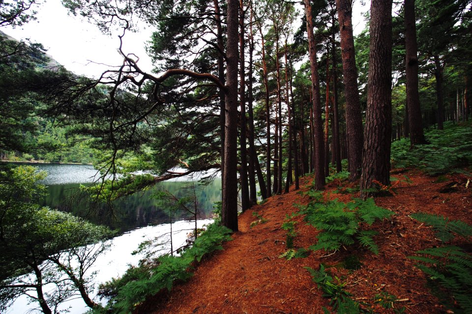 Glendalough, Ireland, Forest