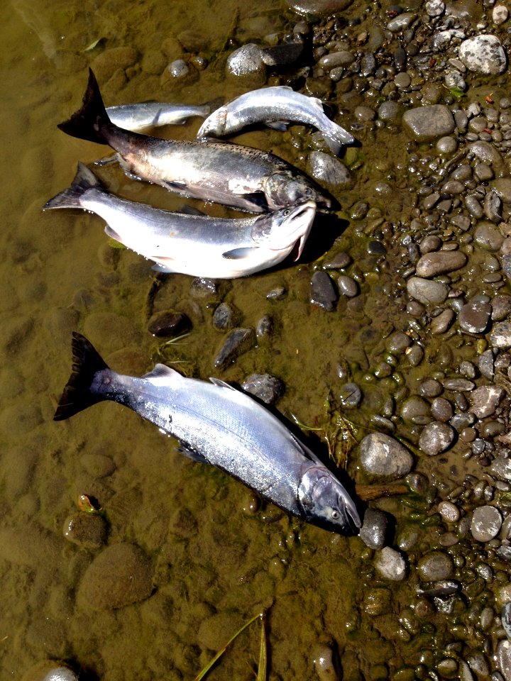 Fishing, River, Riverside