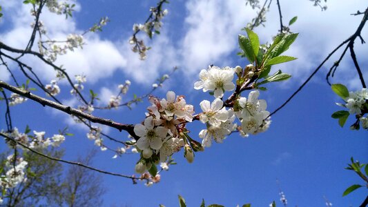 Cherry tree flower photo