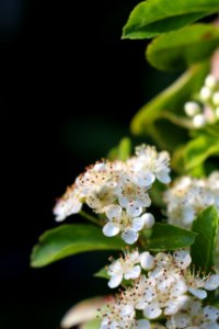Roidwallpaper, Blossom, White
