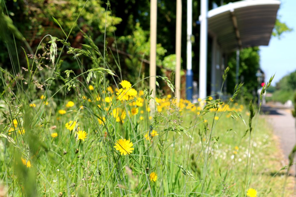 Ash vale, United kingdom, Shallow depth of field
