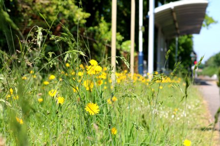 Ash vale, United kingdom, Shallow depth of field