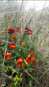 Beachside, Flowers,  dunes