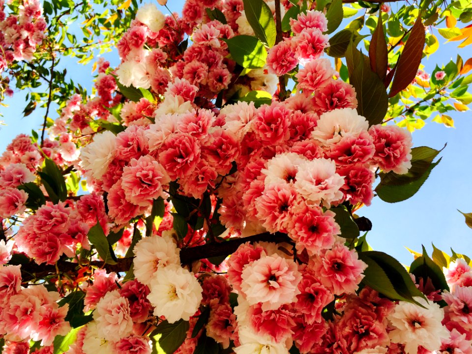 Sherwood, United states, Flowers on trees