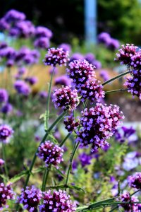 Burlington, Flowers, Purple