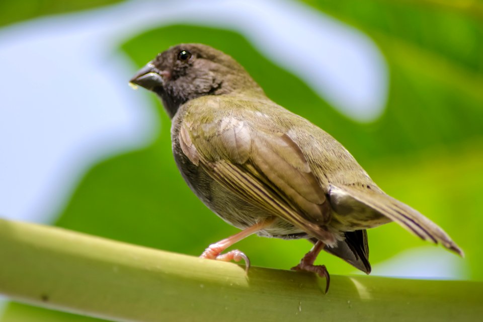 Puerto rico, Aibonito, Bird