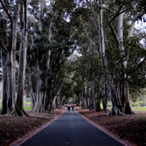 Park, Walking, Trees