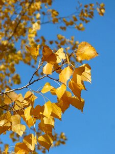 Falling leaves autumn populus alba photo