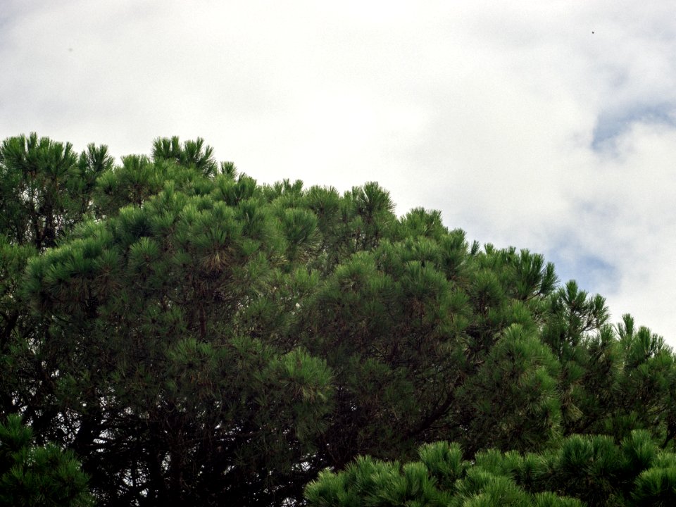 Roaillan, France, Cloud