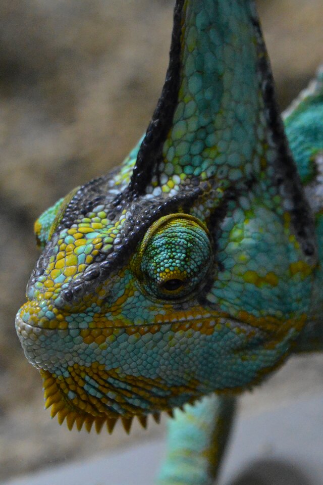 Chameleon helmkameleon lizard