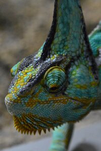 Chameleon helmkameleon lizard