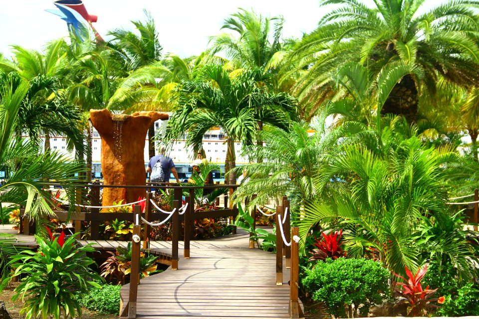 Mexico, Cozumel, Trees
