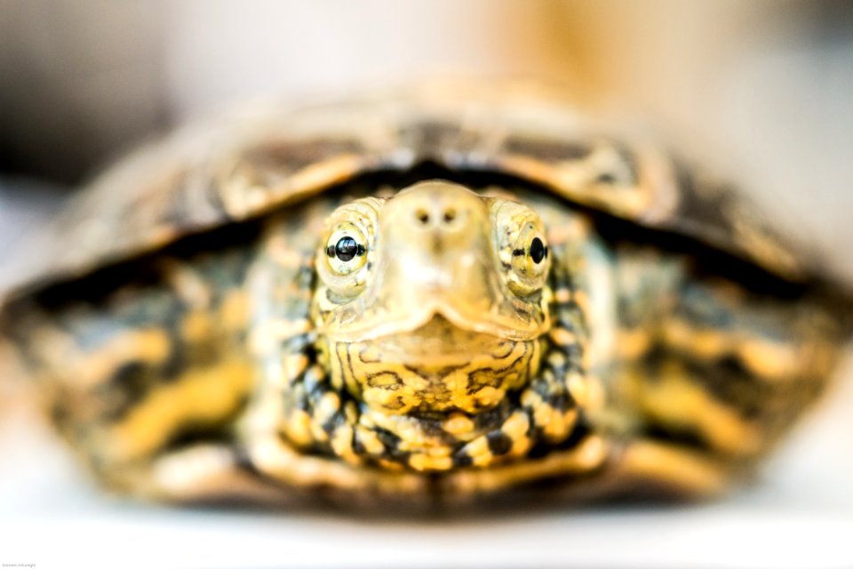 Barcelona, Spain, Terrapin