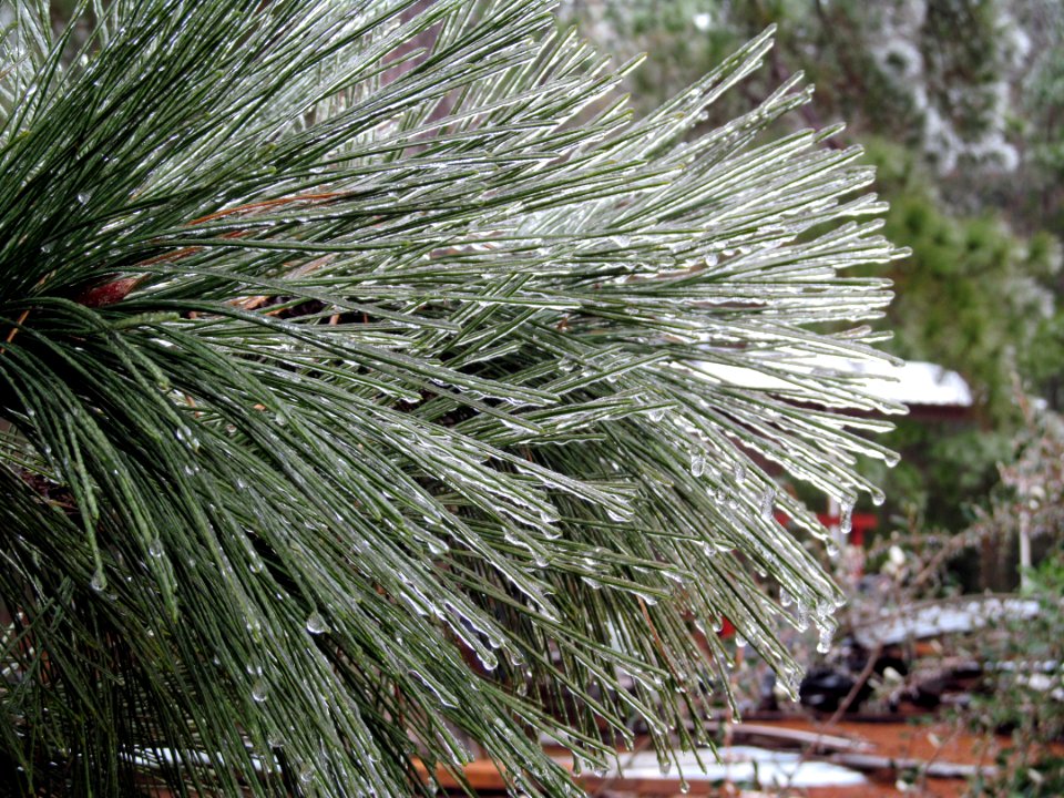 Alto, United states, Frost