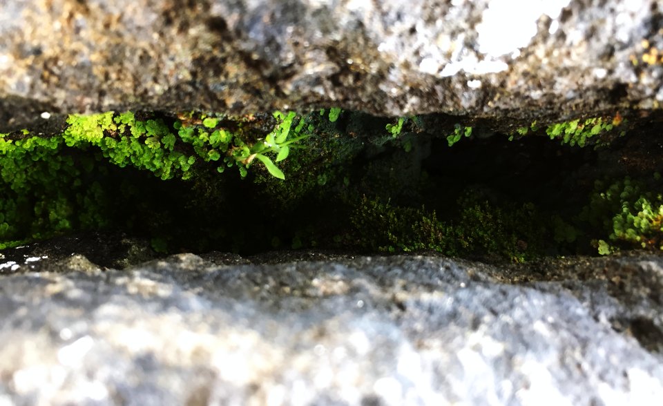 India, Sinhagad fort, Pune