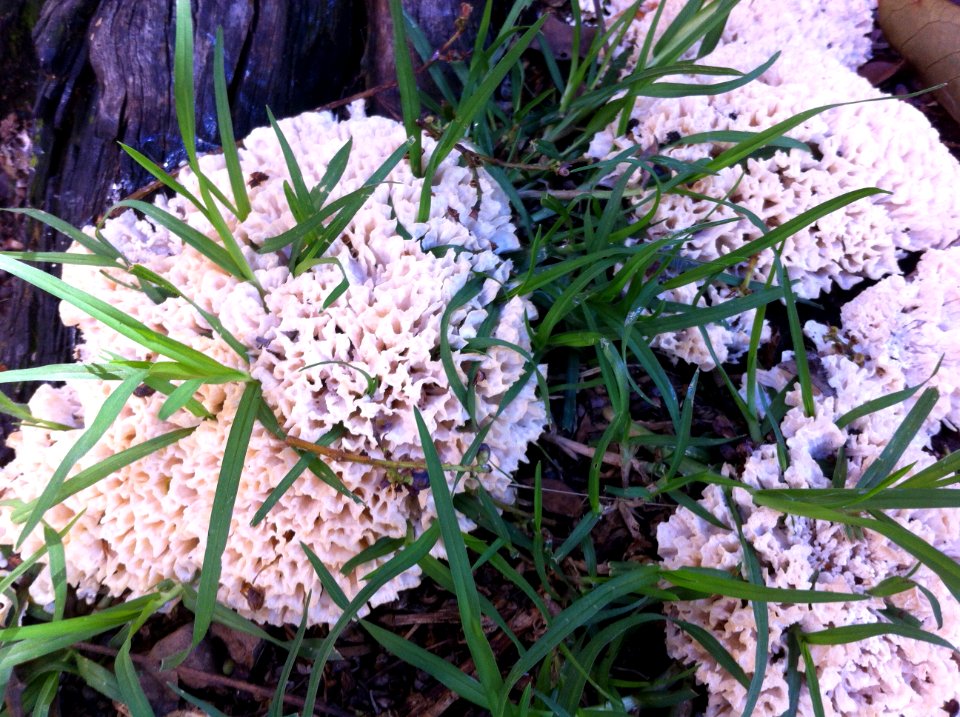 Mexico city, Mexico, Forest