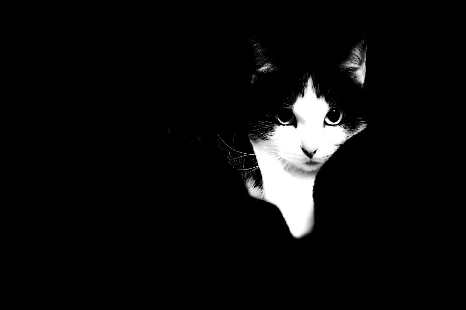 Portrait, Amazing, Stunning