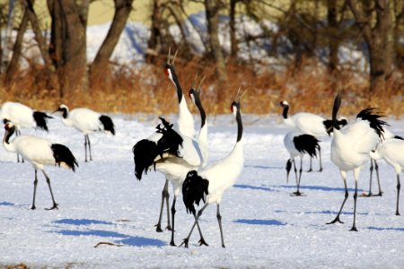 Bird, Crane, Redcrowned crane