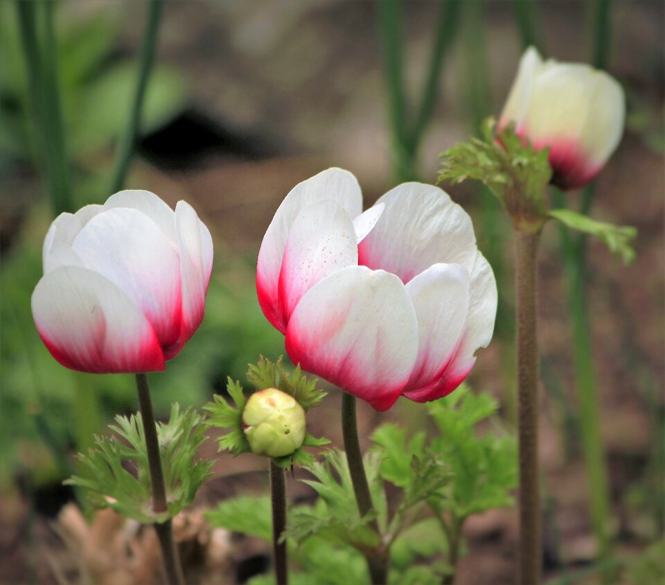 Flower garden bud anemone