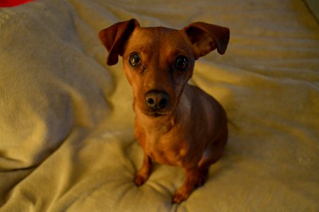 Nashville, United states, Pet