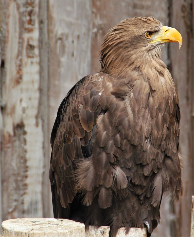 Bird raptor bird of prey photo