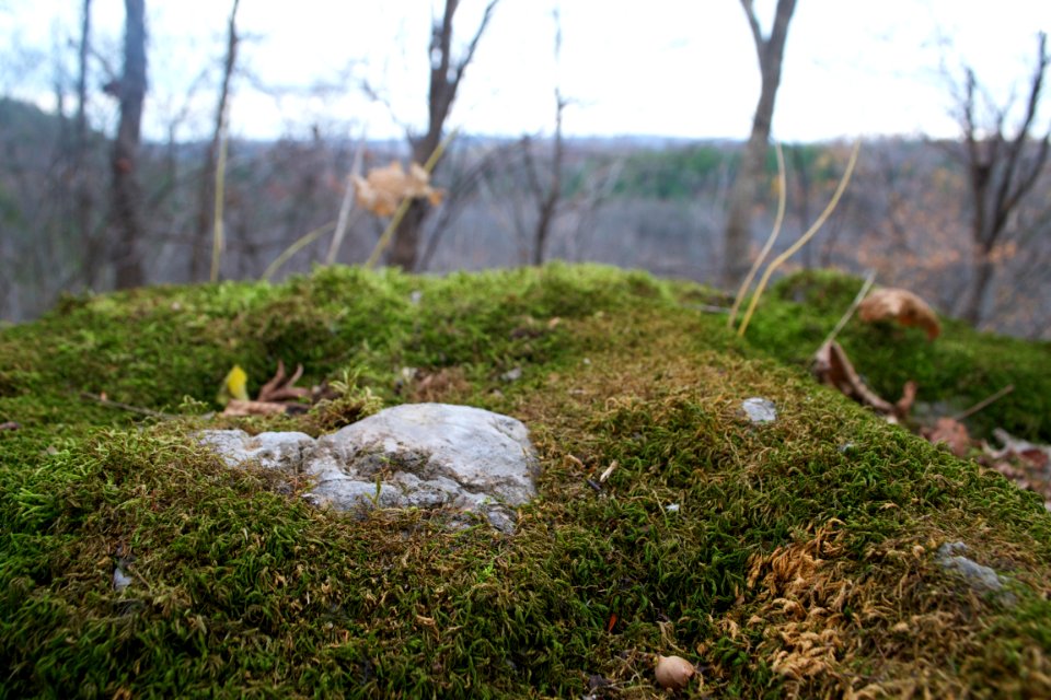 Rocks, Trees, Scape